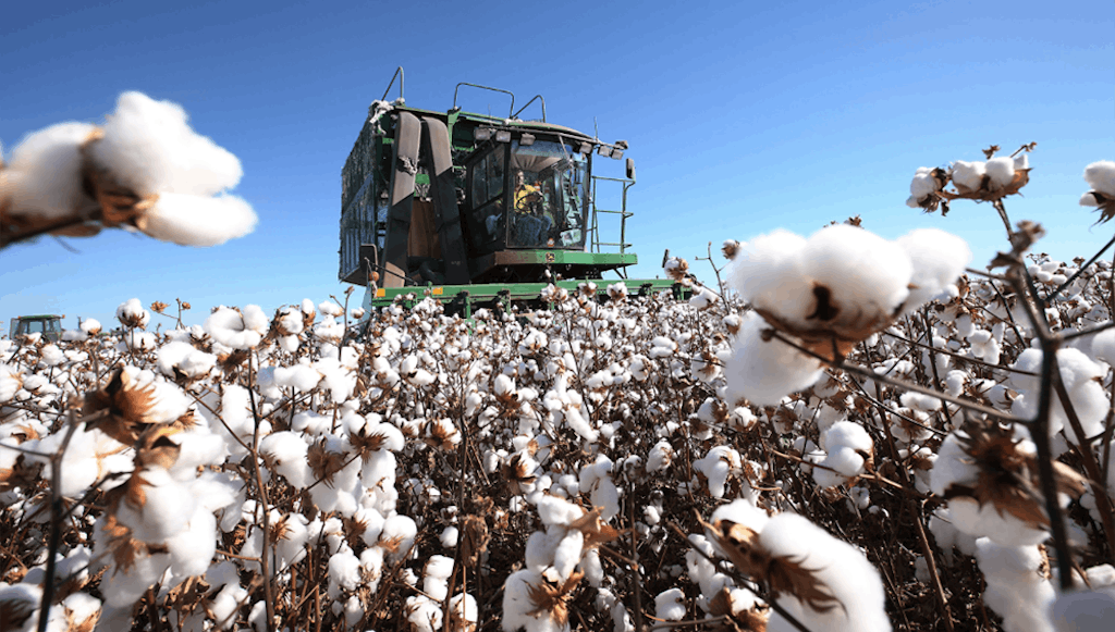 Egypt's Famous Cotton Crop Dwindles | News & Analysis | BoF